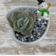 Gifts For Hampers | Succulent Gift Delivery